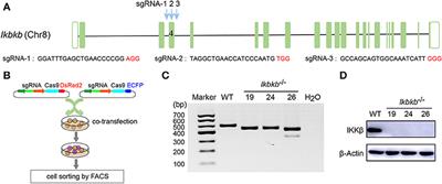 Both JNK1 and JNK2 Are Indispensable for Sensitized Extracellular Matrix Mineralization in IKKβ-Deficient Osteoblasts